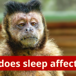 How does sleep affect us